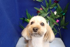 『短くサラサラになりました☆』