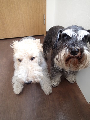 『今回も、真っ白にしてね!!』