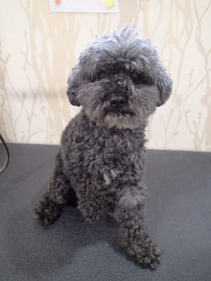 『バッサリお願いします！！』