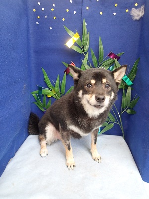 『もうヤダ…』