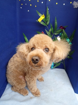 『良い子だったでしょ？』