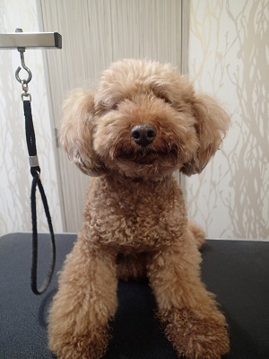 『このm替えみたいにバッサリ切ってください！』