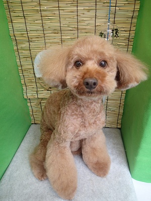 『スッキリ切ってもらえました☆』