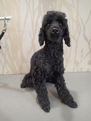 『短くカットしちゃってください！』