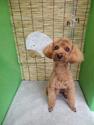 『台風きてんだ！！』