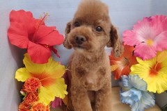 『リーゼント！完璧じゃない？』