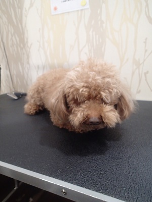 『暑くて暑くて。。』