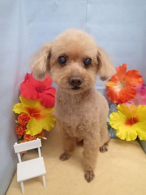 『軽くなったわ！』