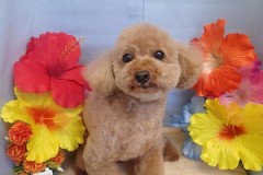 『ふわふわになりました☆』