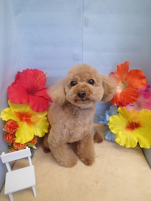 『ふわふわになりました☆』