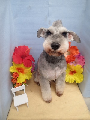 『カッコよくしてもらいました♪』