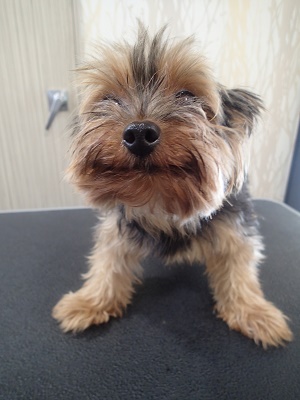 『短くお願いします!!』