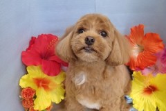 『あー、スッキリしました！』