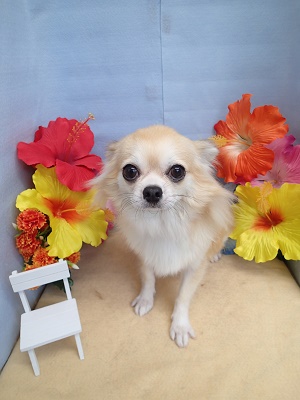 『シャンプーしてもらってサッパリしました！』