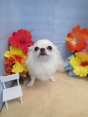 『今日も真っ白♪』