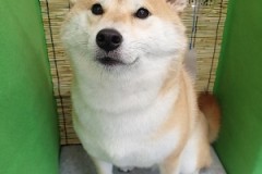 『スッキリしたわ☆』