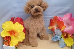 『帰れるー♪』