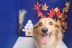 『今は私のさくら？』