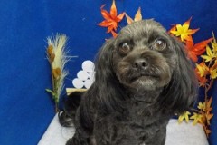 『サッパリしました！』