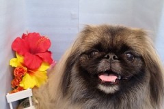 『今回もツヤツヤ☆』