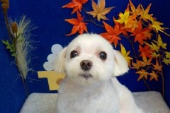 『え。ちょっと違う？』