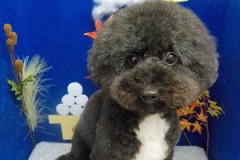 『ふわふわアフロー☆』