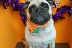 『ハロウィンだねー！』