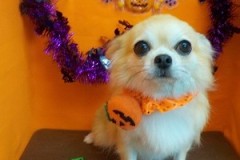 『仮装してきてないよー』