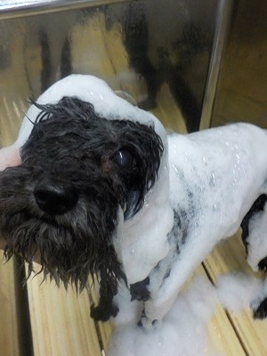 11-10%e3%81%8b%e3%81%84-2