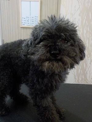 『バッサリ短く頼むね！』