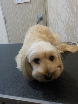 『いつも通りによろしく！』