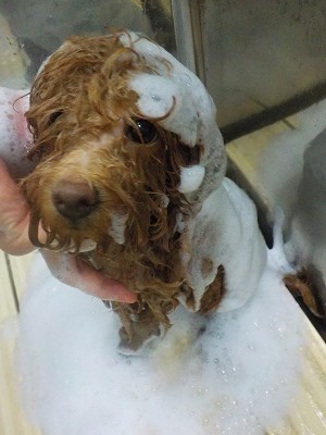 11-11%e3%81%93%e3%81%93-2