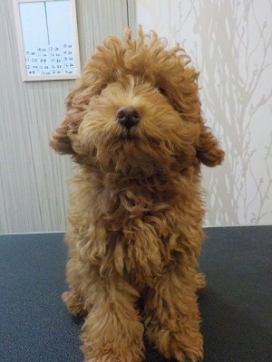 『可愛くしてね☆』