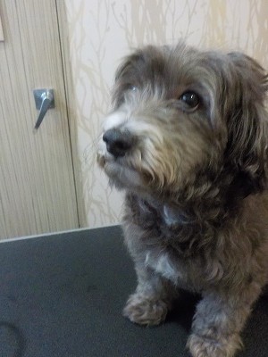 『あの人気の人みたいにして欲しいんだー』