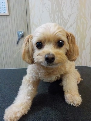 『いつも通りによろしくね！』