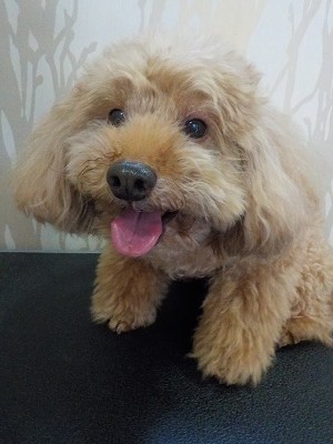 『伸びたとこ切ってよ！』