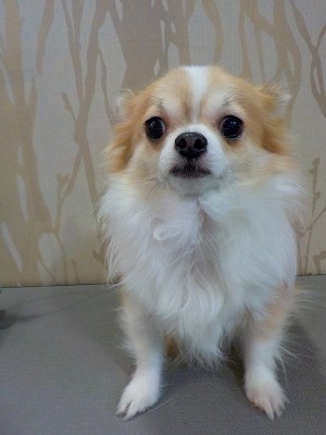 『サラサラにしてよね！』