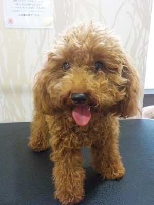 『毛玉すごいかも―』