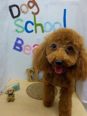 『毛玉、綺麗に取ってもらえましたー♪』