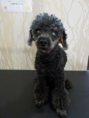 『いつも通り短く頼むよ！』