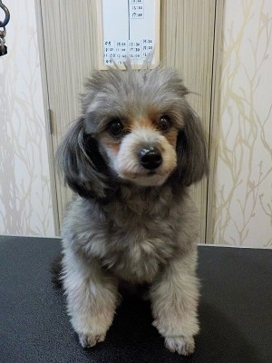 『今日もバッサリお願いね！』