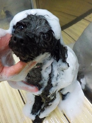 11-13%e3%81%93%e3%81%86%e3%82%81-2