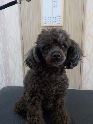 『いつもの感じにしてね！』