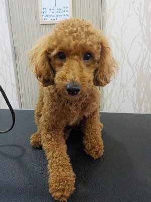 『この前の感じにしてね！』