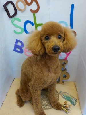 『コレコレ！いい感じ♪』