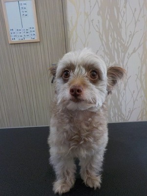 『さらさらにしてね！』