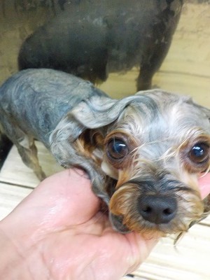 11-14%e3%81%93%e3%81%be%e3%81%a1-3