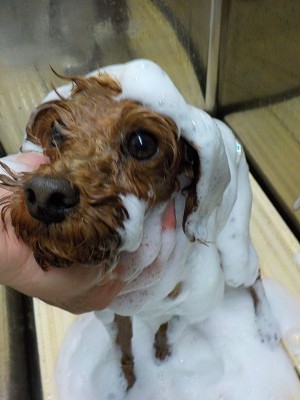 11-14%e3%82%82%e3%81%8b-2