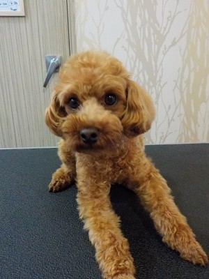 『いつもの感じにしてね！』