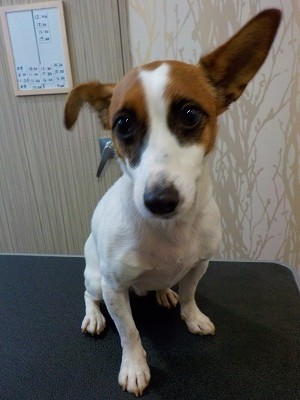 『真っ白にしてください！』